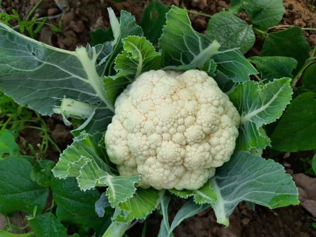 Snowball Cauliflower herb seeds