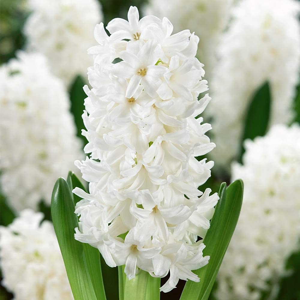 Hyacinth Flower Seeds White – Heirloom, Non-GMO, High Germination Seeds