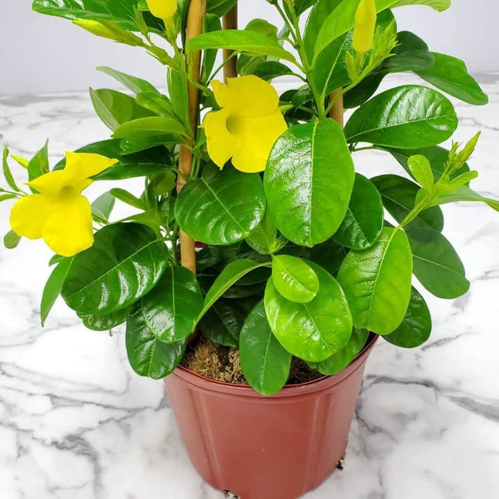 Dipladenia Flower Seeds Yellow – Heirloom, Non-GMO, High Germination Seeds