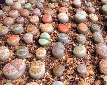 lithopsspeciesmixsucculentcactuslivestonesheirloomnongmo flower seeds