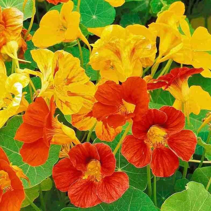 Nasturtium Flower Seeds Orange Yellow – Heirloom, Non-GMO, High Germination Seeds