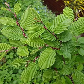greenhornbeamheirloomnongmo flower seeds