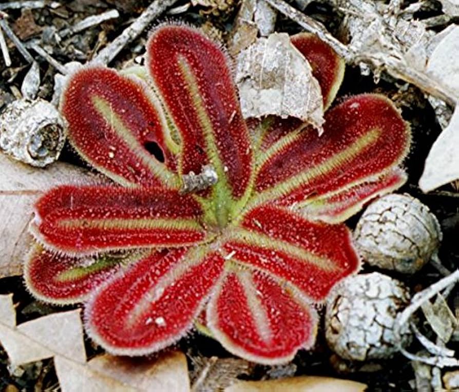 red extremely flower seeds