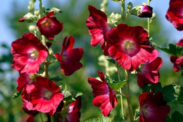 Hollyhock Flower Seeds Red – Heirloom, Non-GMO, High Germination Seeds