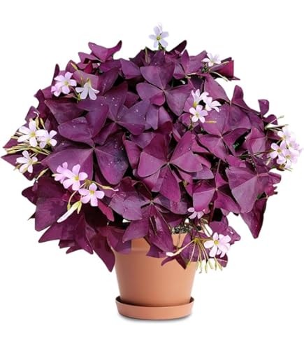 Oxalis Flower Seeds Maroon – Heirloom, Non-GMO, High Germination Seeds