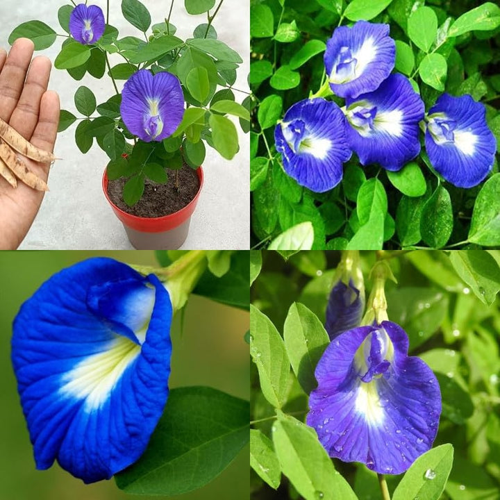 Dark Blue Balsamine Flower Seeds for Planting – Heirloom Non-GMO High Germination Organic Seeds