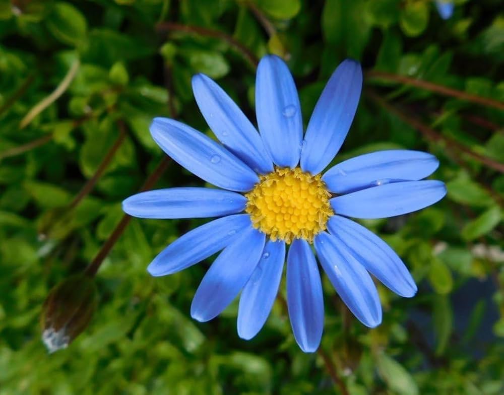 daisy flower flower seeds
