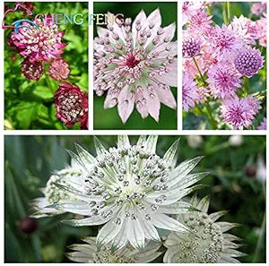 astrantia astrantia flower seeds