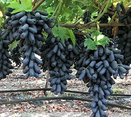 Black Grape Seeds – Heirloom, Non-GMO, High Germination Organic Garden Seeds