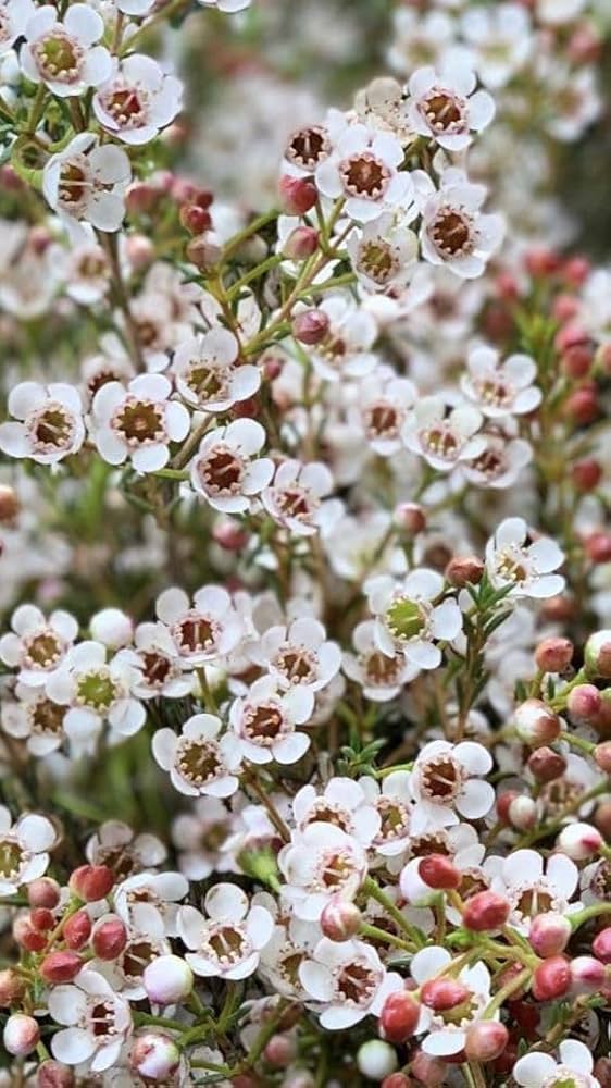 Semillas de flor de cera de Geraldton blanca, reliquia, sin OMG, alta germinación para sembrar