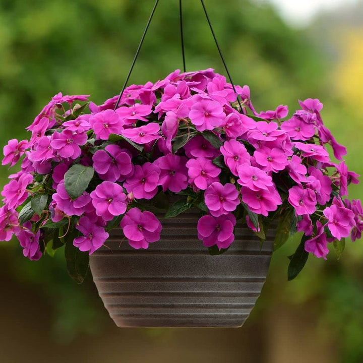 Giant Impatiens Flower Seeds Pink – Heirloom, Non-GMO, High Germination Seeds