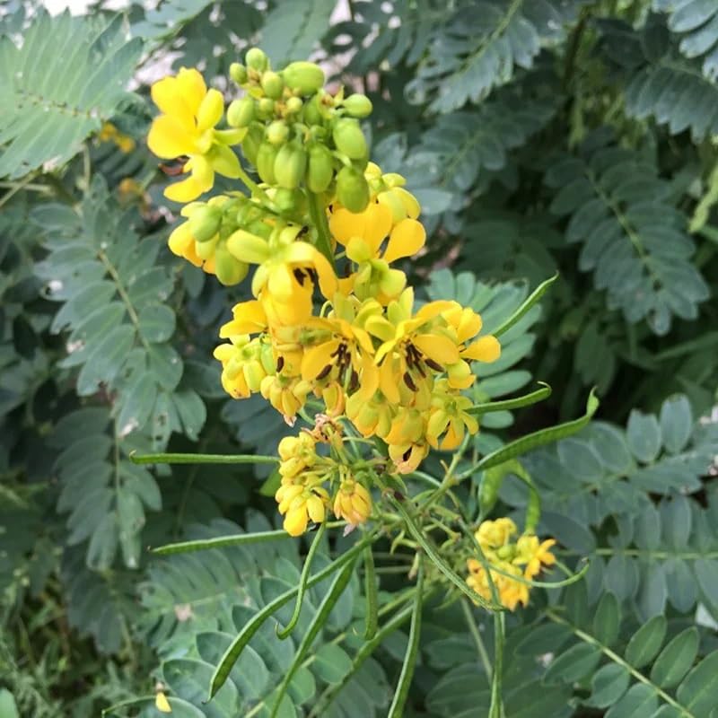 wild senna flower seeds