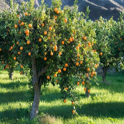 Orange Tree Seeds – Heirloom, Non-GMO, High Germination Organic Garden Seeds