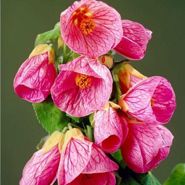 Rosa Abutilon Blumen Samen – Alte Sorte, gentechnikfrei, keimfreudige Bio-Gartensamen zum Einpflanzen