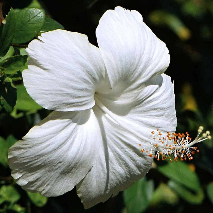 White Blooming Hibiscus Flower Seeds – Heirloom, Non-GMO, High Germination, Organic Garden Seeds