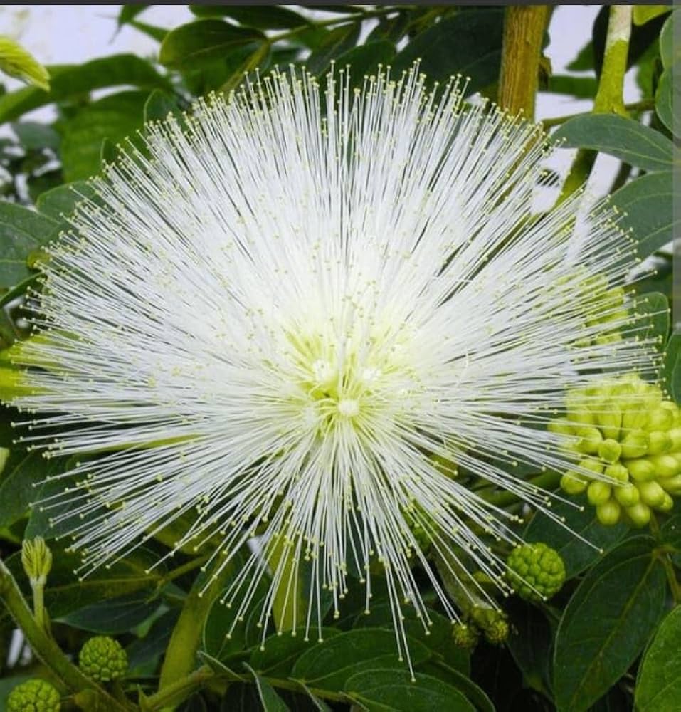White Calliandra Flower Seeds – Heirloom, Non-GMO, High Germination Organic Garden Seeds