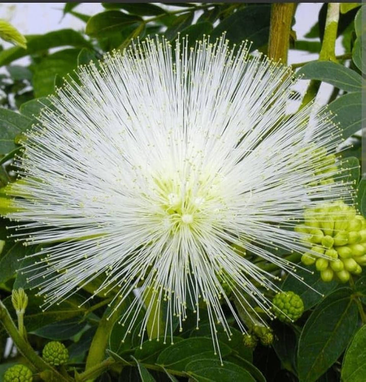 White Calliandra Flower Seeds – Heirloom, Non-GMO, High Germination Organic Garden Seeds
