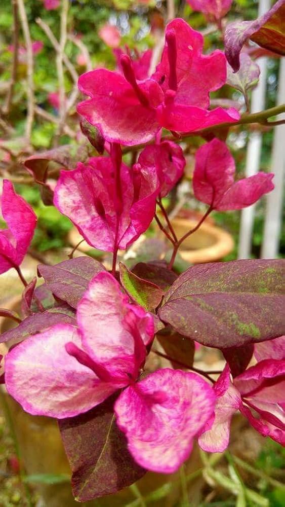 Black Maria Bougainvillea Flower Seeds – Heirloom, Non-GMO, High Germination, Organic Garden Seeds