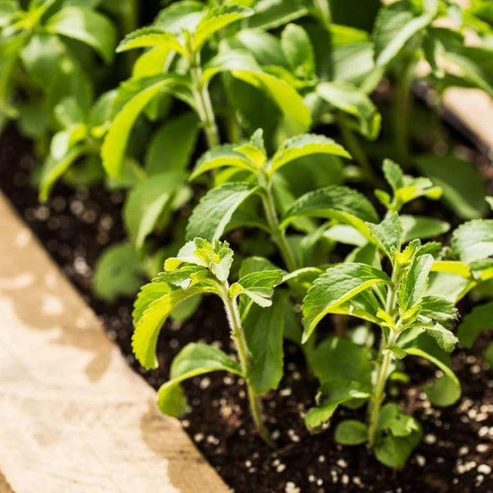 Stevia rebaudiana Seeds – Natural Sweet Herb, Heirloom &amp; Non-GMO Seeds for Sugar-Free Gardens