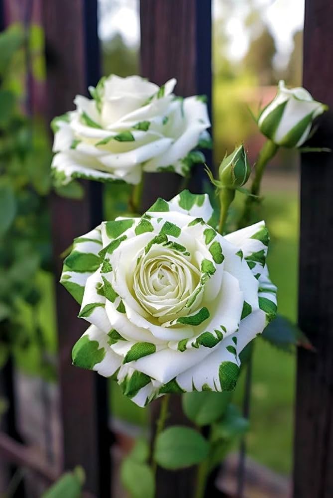 Green White Rose Flower Seeds – Heirloom, Non-GMO, High Germination Seeds