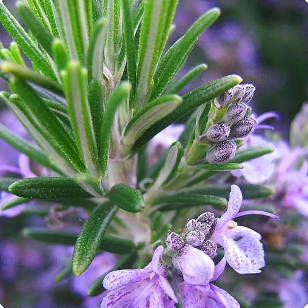Trling Irene herb seeds