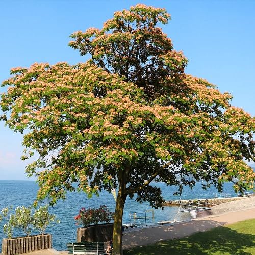 green mimosa flower seeds