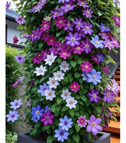 Mixed Clematis Flower Seeds for Planting – Heirloom Non-GMO High Germination Seeds