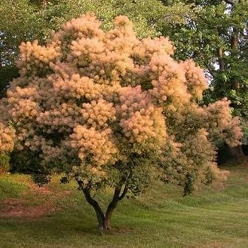 orangecoggygriaheirloomnongmo flower seeds