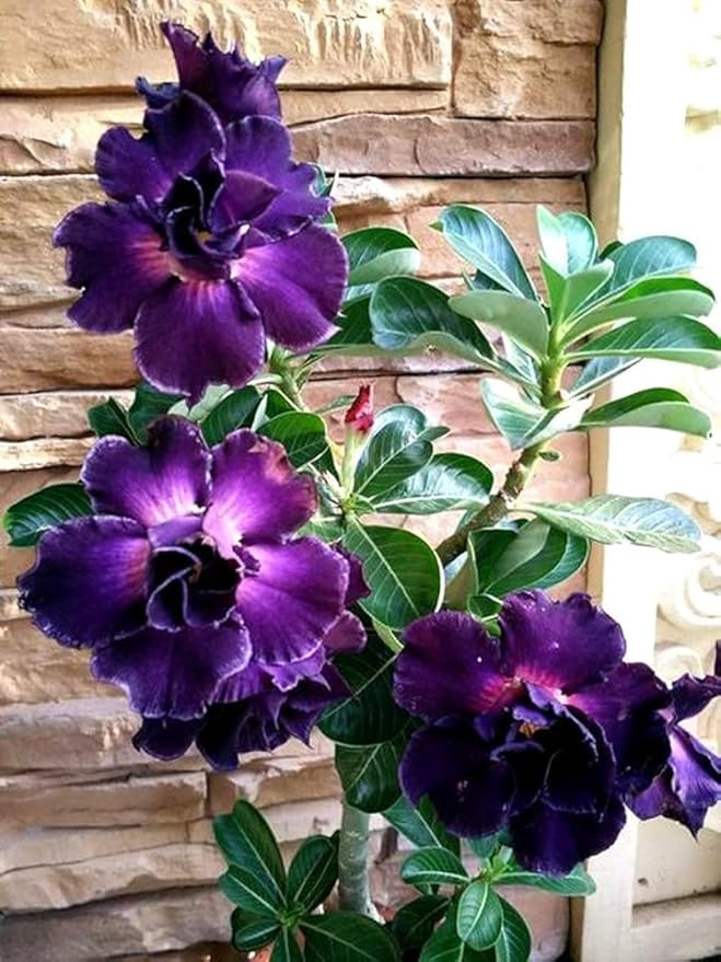 Dark Violet Adenium Flower Seeds – Heirloom Non-GMO High Germination Seeds
