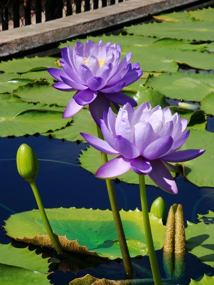 lily flower flower seeds