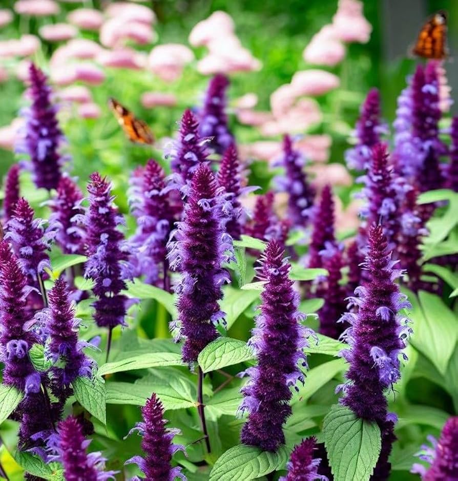 Purple Hyssop herb seeds