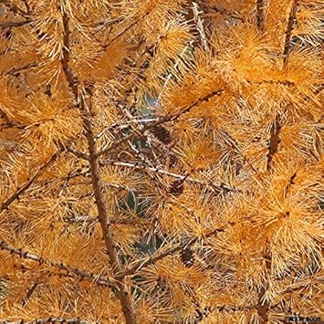 orangelarchsetheirloomnongmo flower seeds