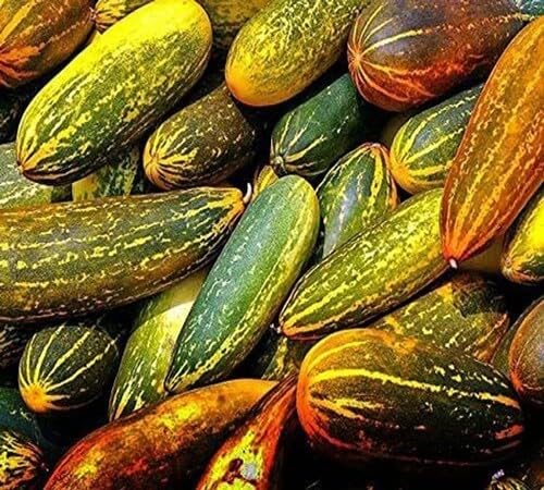 Cucumber Yellow Seeds – Heirloom, Non-GMO, High Germination Organic Garden Seeds Planting