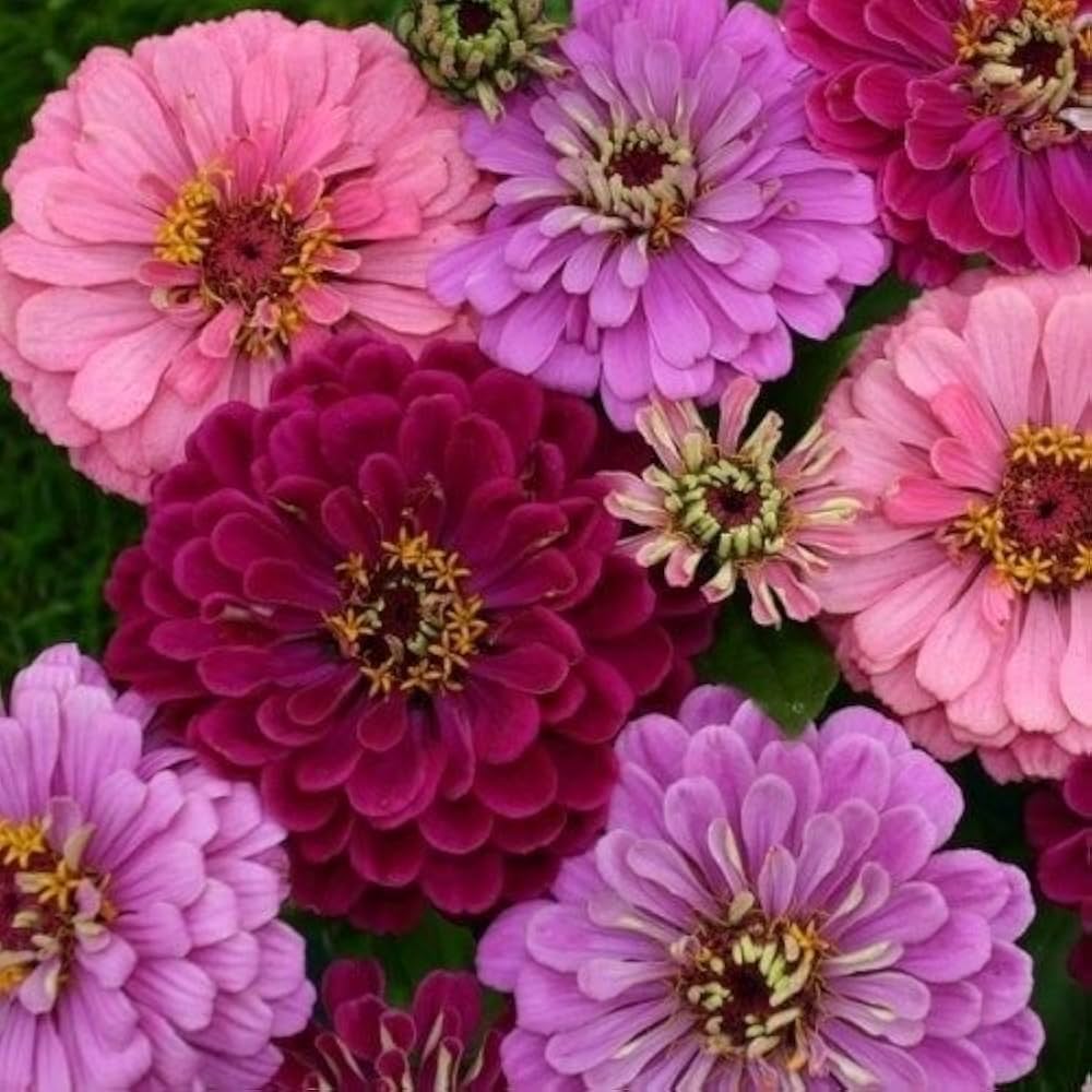 zinnia art flower seeds