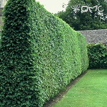 greenprivetheirloomnongmo flower seeds