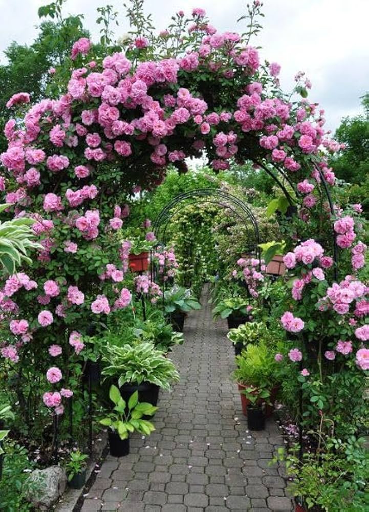 Pink Climbing Rose Flower Seeds for Planting – Heirloom Non-GMO High Germination Seeds