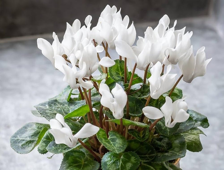 Semillas de Ciclamen Blanco – Semillas de Alta Germinación, No Transgénicas, Herencia