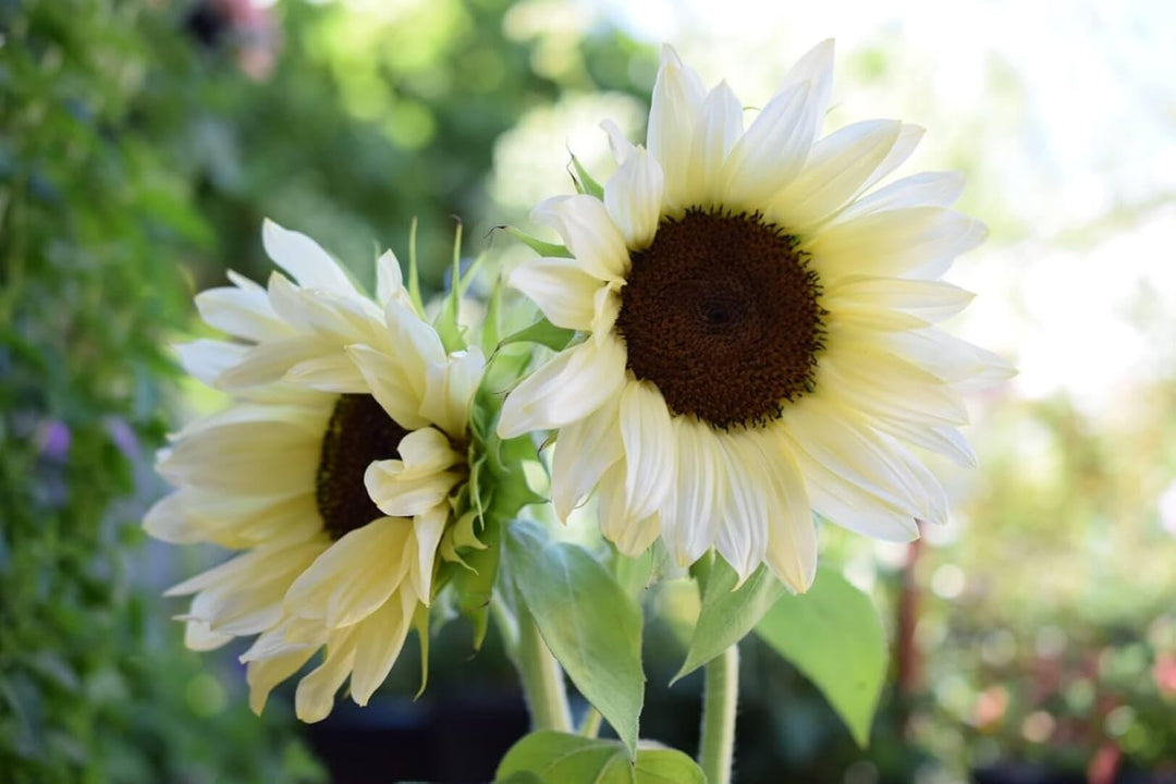 Sunflower Seeds White Heirloom Non-GMO High Germination Organic Garden Seeds