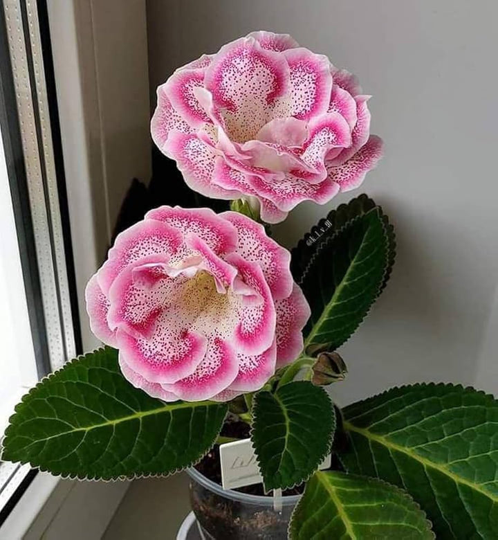 Pink Blooming Gloxinia Flower Seeds – Heirloom, Non-GMO, High Germination, Organic Garden Seeds
