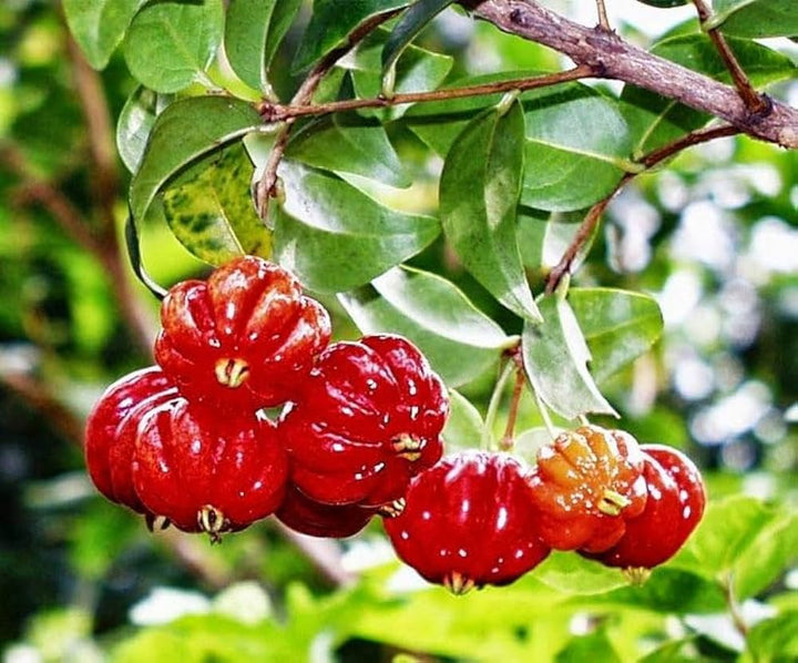 Surinam-Samen Rot – Alte Sorte, gentechnikfrei, hohe Keimrate, Bio-Gartensamen zum Pflanzen