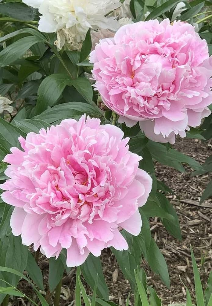 Pale Pink Peony Flower Seeds for Planting – Heirloom Non-GMO, High Germination Organic Seeds