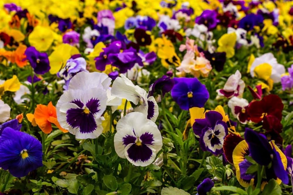 pansy viola flower seeds