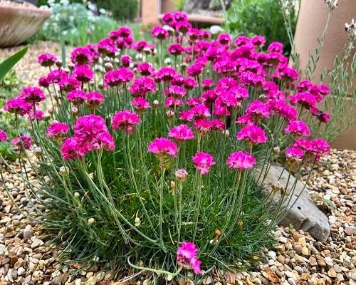pink armeria flower seeds