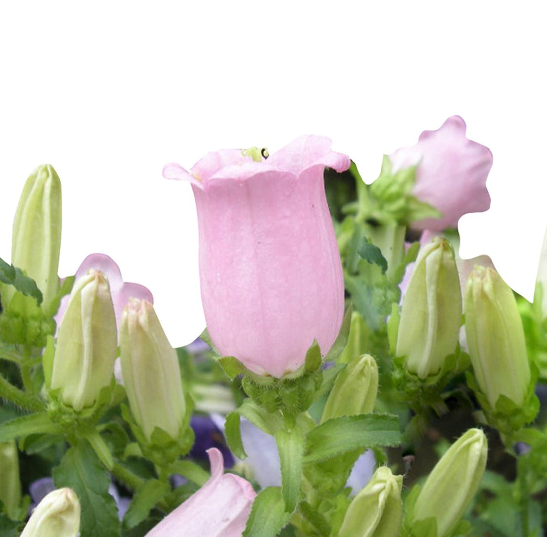campanula campanula flower seeds
