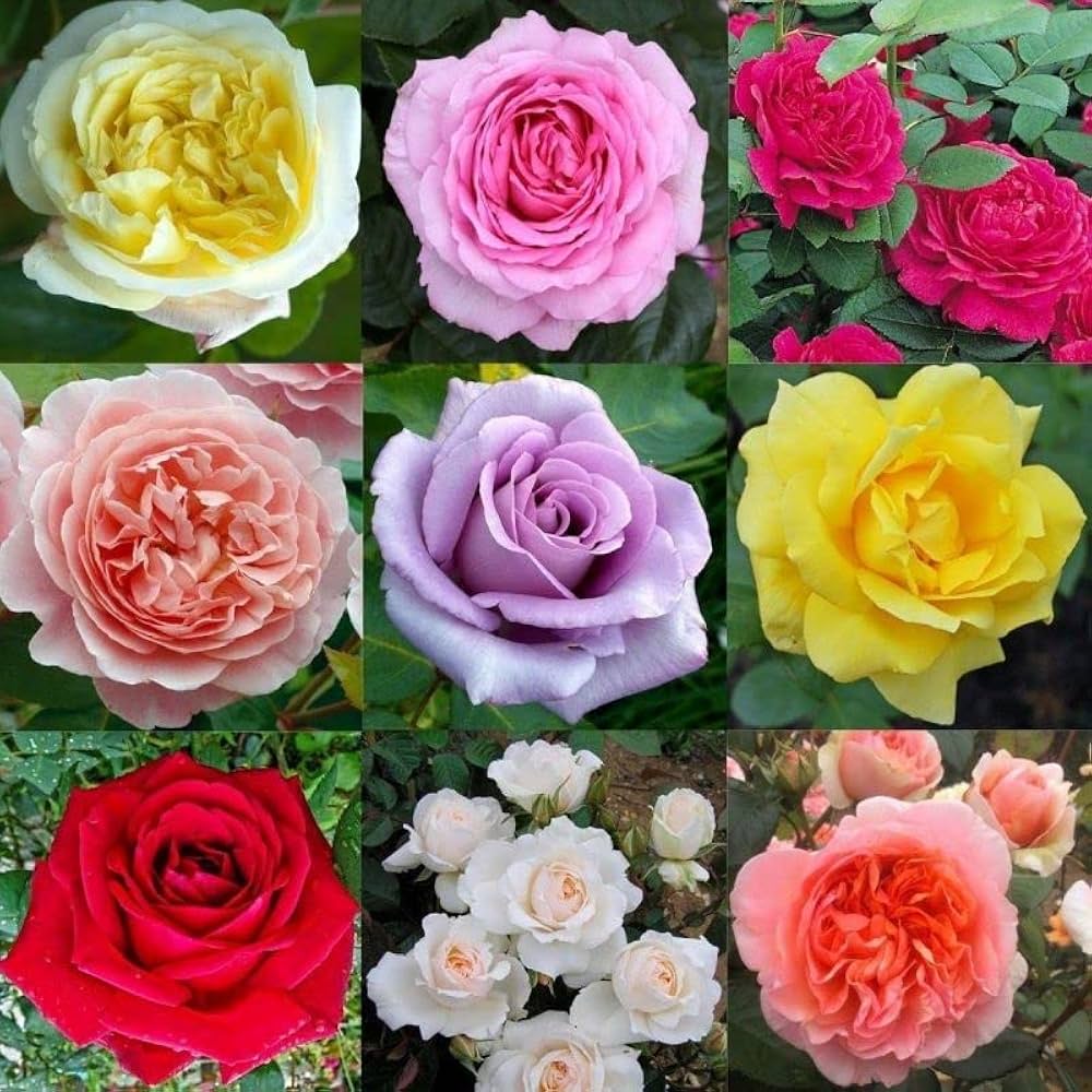 rare rose flower seeds