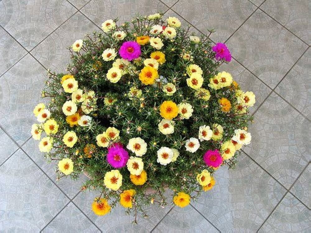 purslane hanging flower seeds