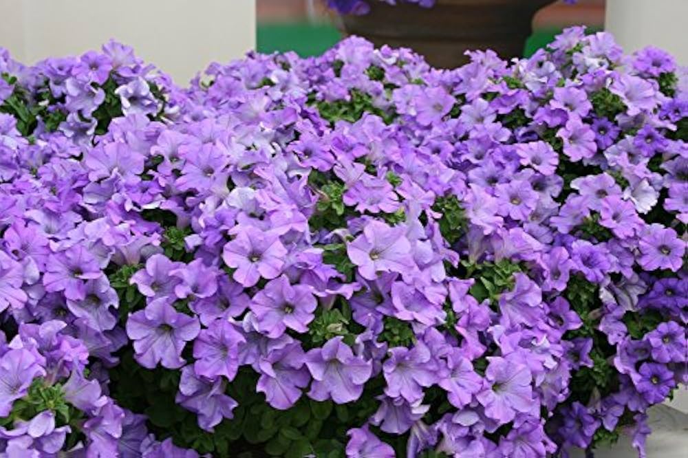 rare petunia flower seeds