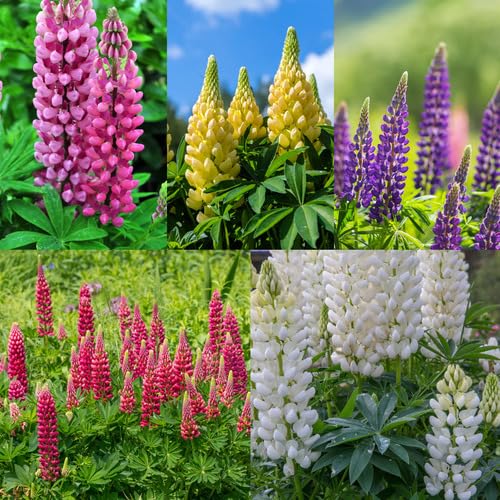 lupine flower flower seeds