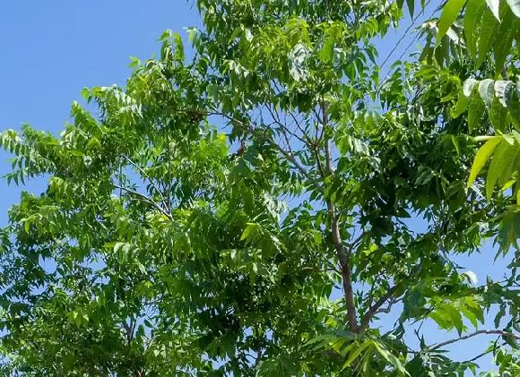 green pecan tree heirloom non-gmo seeds