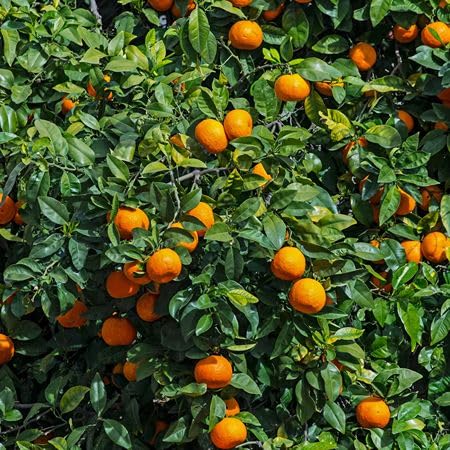 Orange Tangerine Seeds – Heirloom, Non-GMO, High Germination Organic Garden Seeds